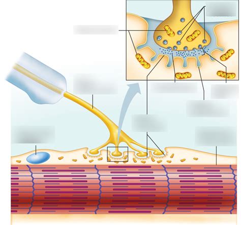 Lab 5 Image 3 Neuromuscular Junction Diagram Quizlet