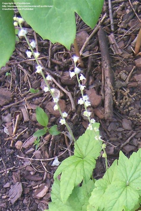 Plantfiles Pictures Two Leaf Miterwort Bishop S Cap Mitella Diphylla