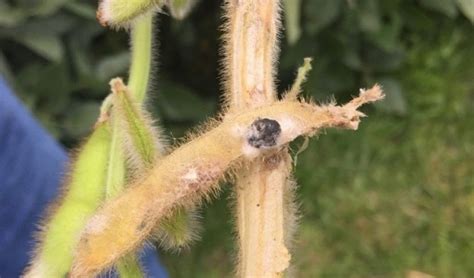 White Mold Control In Soybeans Golden Harvest