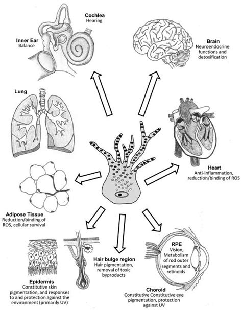 The secret life of melanocytes - The Vit Pro (A Vitiligo Blog)