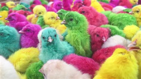 World Milion Of Cute Chickens Colorful Chickens Rainbows Chickens