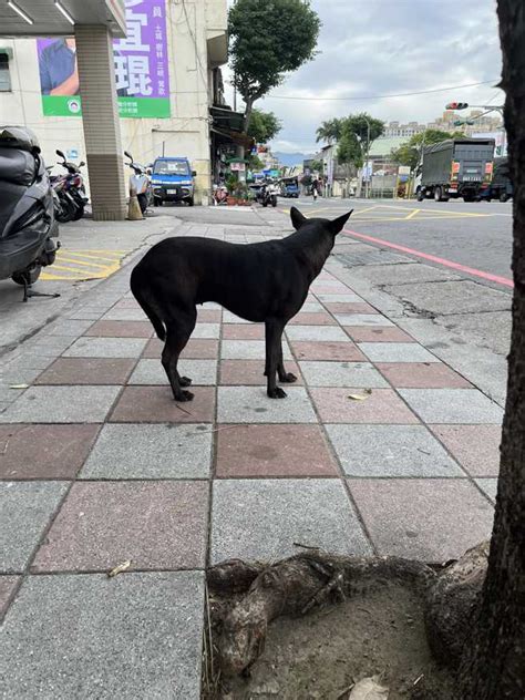 一出超商遇小黑狗討吃 餵麵包下秒狗狗反應讓他傻了：被看沒有 生活 中時新聞網