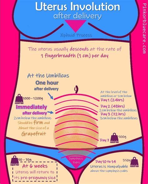 Pink Or Blue Care On Instagram Involutionoftheuterus Is The Process