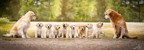 Golden Retriever family portrait : r/aww