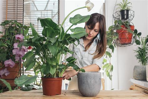 How to Repot a Plant | Angi