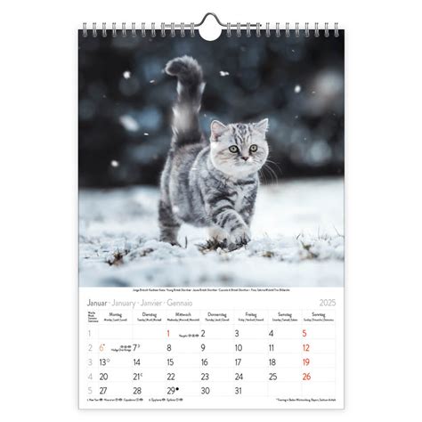 Katten Kalender Kopen Bestel Eenvoudig En Snel Online