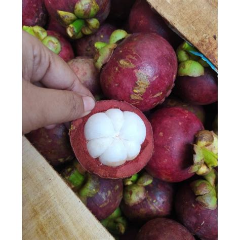 Jual Buah Manggis 500grm Shopee Indonesia