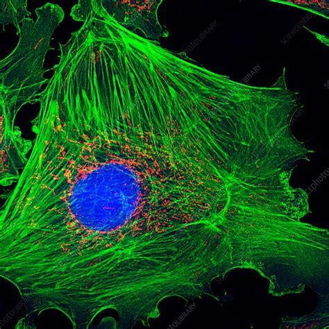 Artery Cell Fluorescence Deconvolution Micrograph Stock Image C