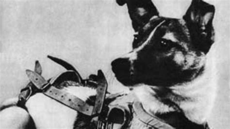 Se cumplen 63 años del lanzamiento de Laika el primer ser vivo en el