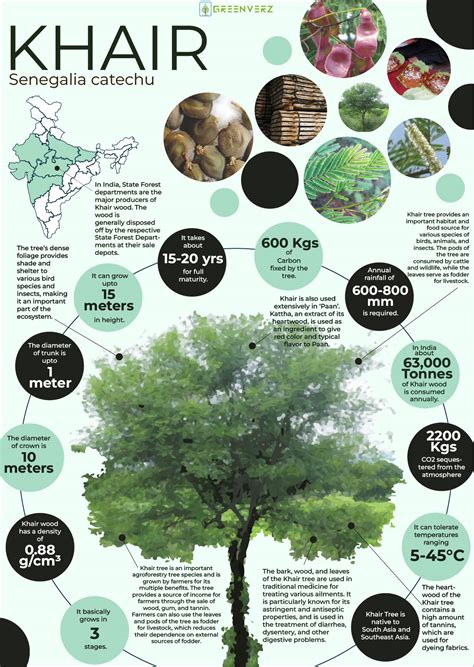 Infographics of Khair Tree | Greenverz