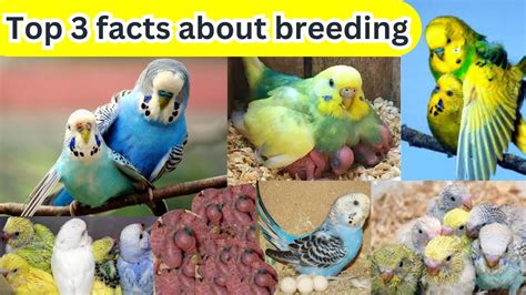 Top 3 Facts About Budgies Breeding Budgies Breeding Tips Facts And