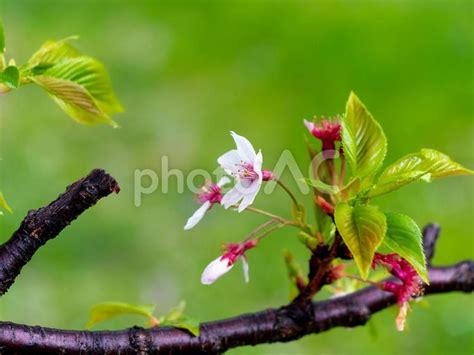 雨の日の公園に咲く散り始めの桜 No 26296620｜写真素材なら「写真ac」無料（フリー）ダウンロードok