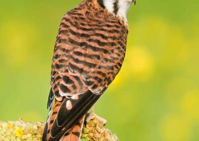 Birds Of Prey Mike Lentz Nature Photography