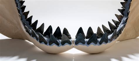 Megalodon Shark – Rare, Beautiful & Fascinating: 100 Years @FloridaMuseum