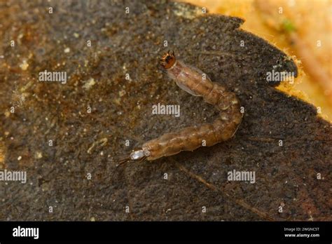 Meniscus Midge Larva Dixidae Stock Photo Alamy