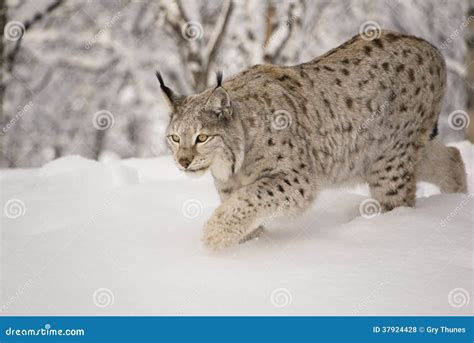 Hunting Lynx. Young Eurasian Lynx, Lynx Lynx, Sits On Old Tree And ...