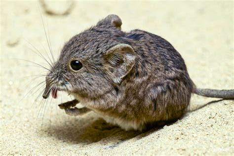 Short Eared Elephant Shrew 2014 By Clyde Nishimura Original From