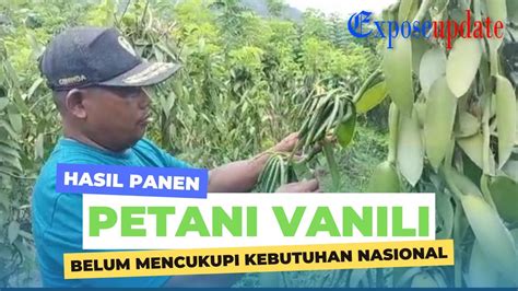 Hasil Panen Petani Vanili Belum Mencukupi Kebutuhan Nasional Youtube