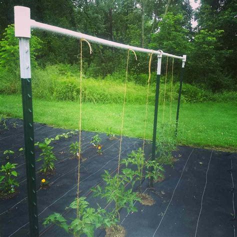 Tomato Trellis Ideas