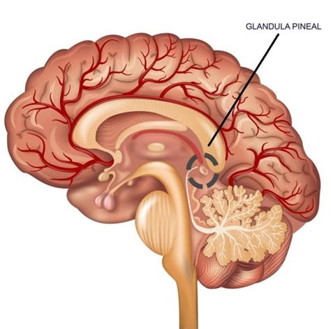 Qu Es La Gl Ndula Pineal Y La Pituitaria Refleja Desarrollo Humano