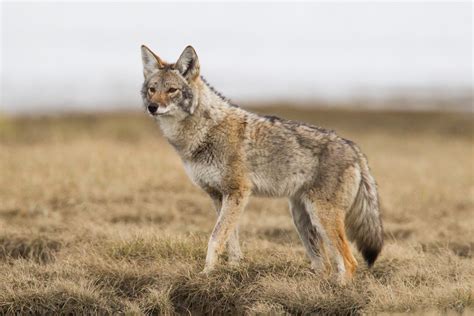 Coyote | Animal Kingdom