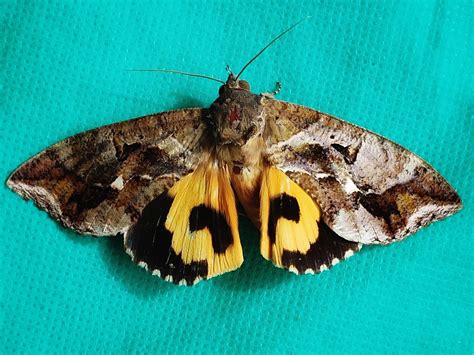 Fruit Sucking Moth
