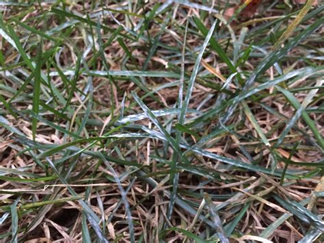 Silver White Spots On Grass Powdery Mildew [backyard Neophyte Landscaping Blog]