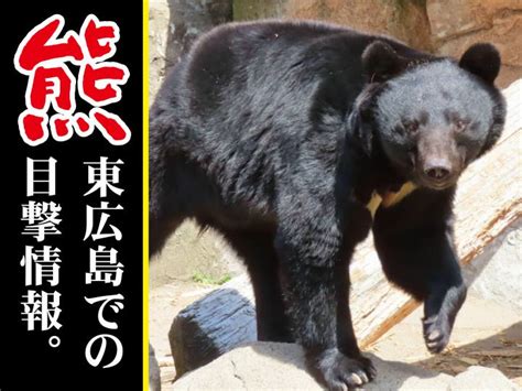 東広島でのクマの目撃情報、まとめました。足跡の画像あり 東広島デジタル