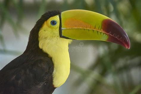 Portrait Close Up of a Toucan in the Forest Stock Photo - Image of ...