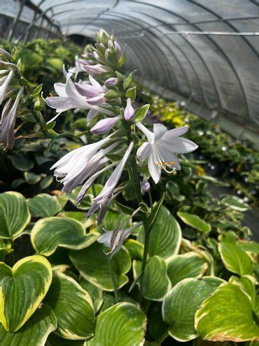 Hosta Fragrant King Plant Lust