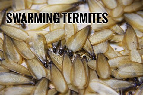 Swarming Termites Nw Blog Northwest Exterminating