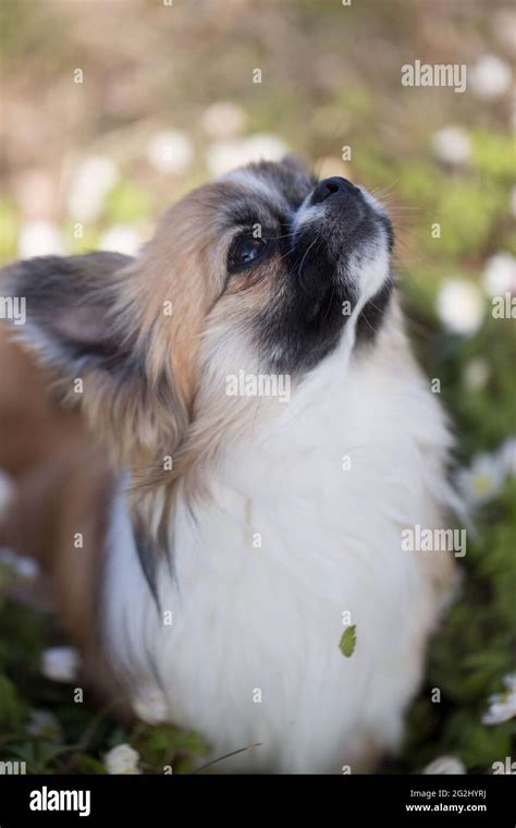 Surrounded By Flowers Hi Res Stock Photography And Images Alamy