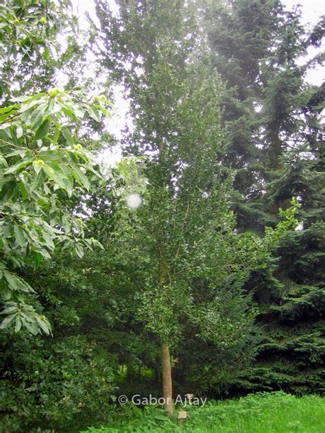 Ulmus Columella Plantentuin Esveld