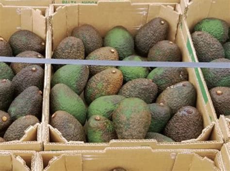 Las Tecnolog As Poscosecha Al Servicio De La Palta Redagr Cola