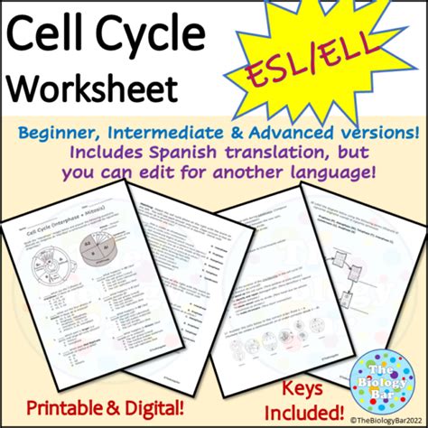 Esl Biology And Sped Cell Cycle Mitosis Worksheet Made By Teachers