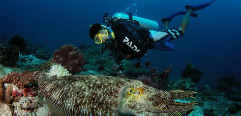 Borneo Divers Diving In Sipadan Mabul Mamutik Malaysia