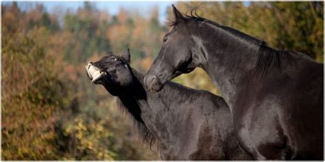 horse sounds Archives - I Heart Horses