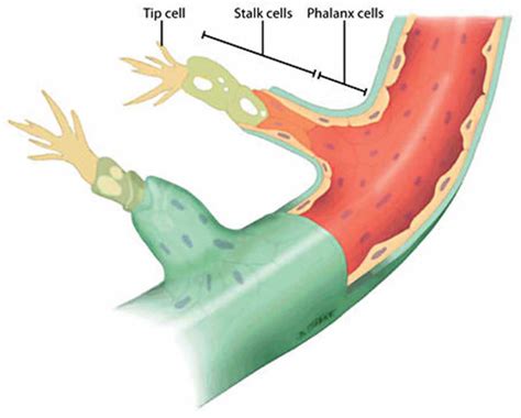 Angiogenesis And Angiogenesis Process In Cancer And Wound Healing