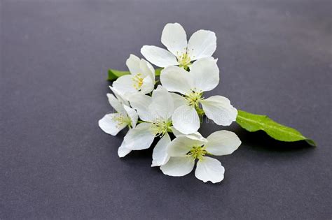 Rama De Un Manzano Floreciente En Fondo Oscuro Flores Blancas De Los