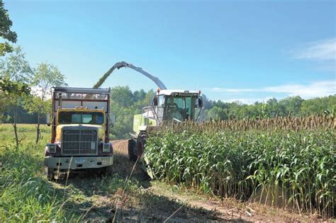 Forage Sorghum | Calf News