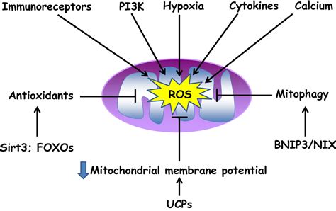 Physiological Roles Of Mitochondrial Reactive Oxygen Species Molecular