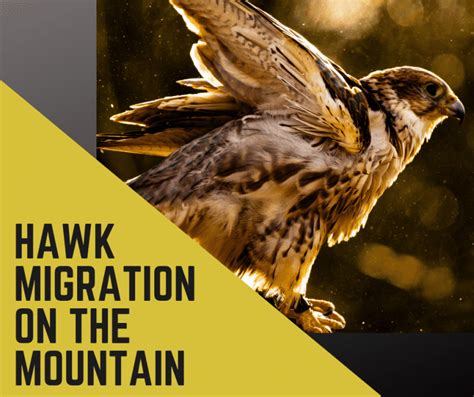 Hawk Migration on the Mountain - North County Land Trust