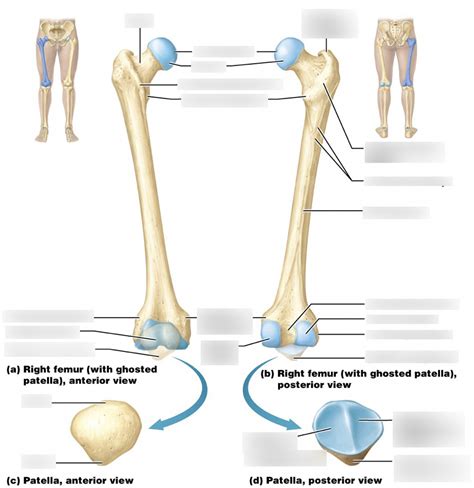 Femur And Patella Diagram Quizlet