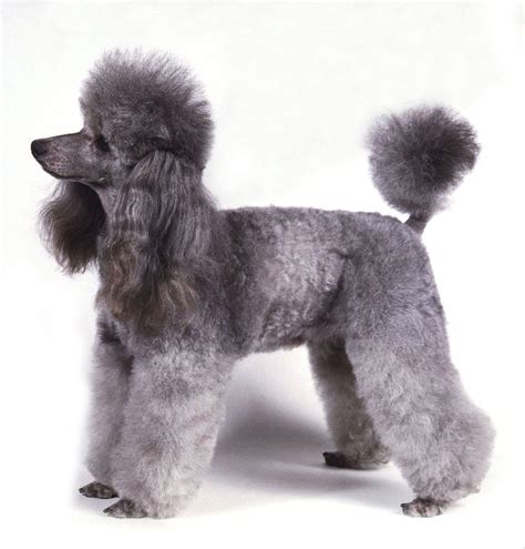 Poodle Dog Breeders Profiles and Pictures | Dog Breeders Profiles and ...