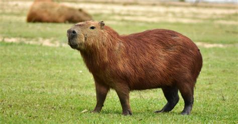 Capybara Predators: What Eats Capybaras? - A-Z Animals