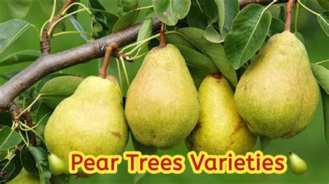 How To Grow Pear Tree In Garden Planting Pear Fruit Trees