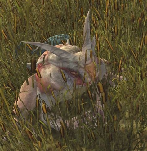 Pale Bog Toad Lotro Wiki