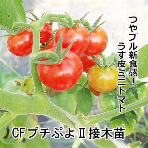 【トマト苗 販売】赤毛農園の直売所 野菜苗の生産販売 通販