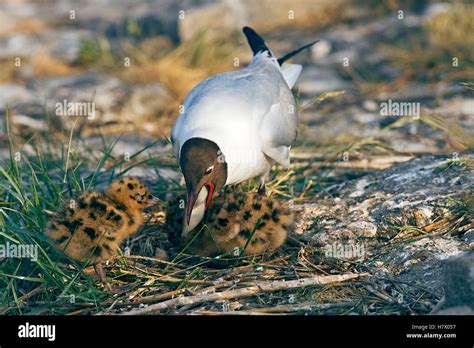 Black Headed Gull Chroicocephalus Ridibundus At Nest Feeding Chicks