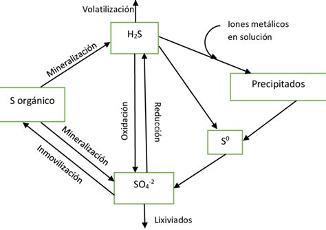 Diagrama Del Ciclo Del Nitrogeno